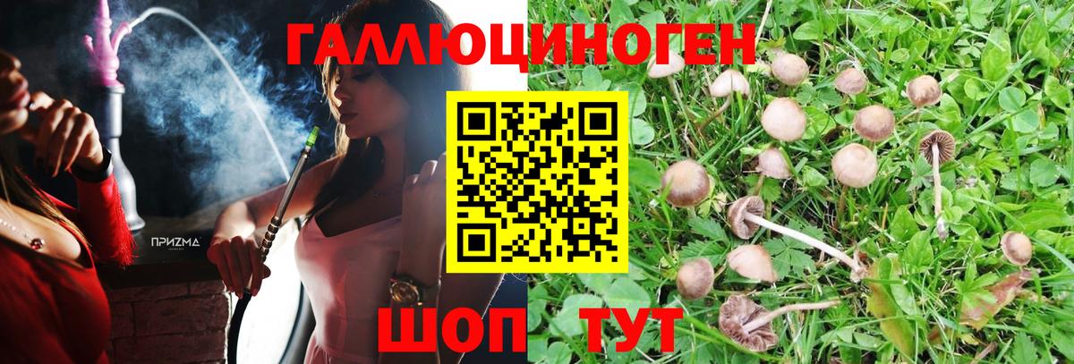 Галлюциногенные грибы Psilocybe Балашов